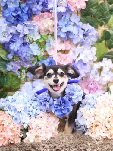 20250625ルルちゃん